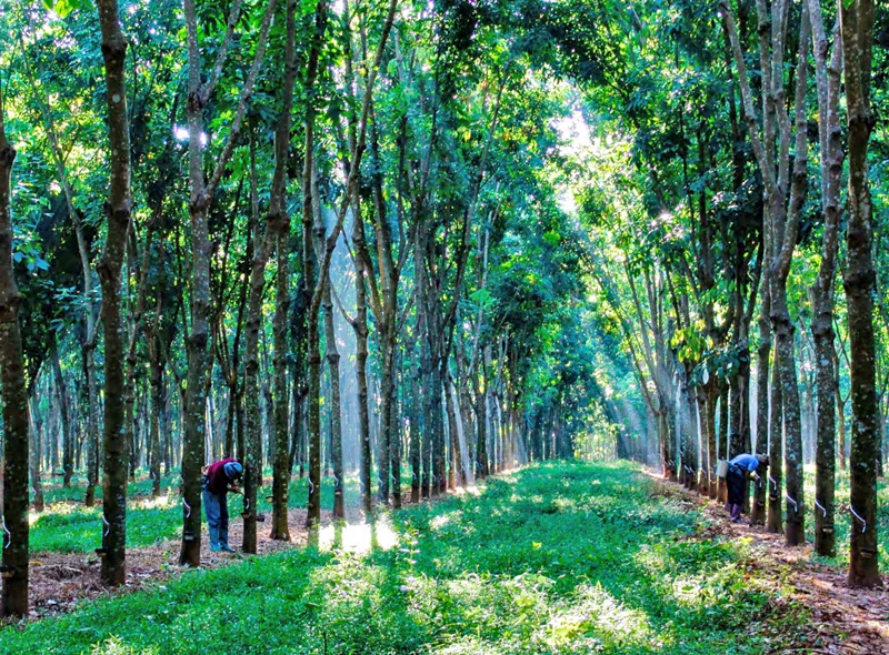 8d65846a7729414d97e085e8d943d9ac